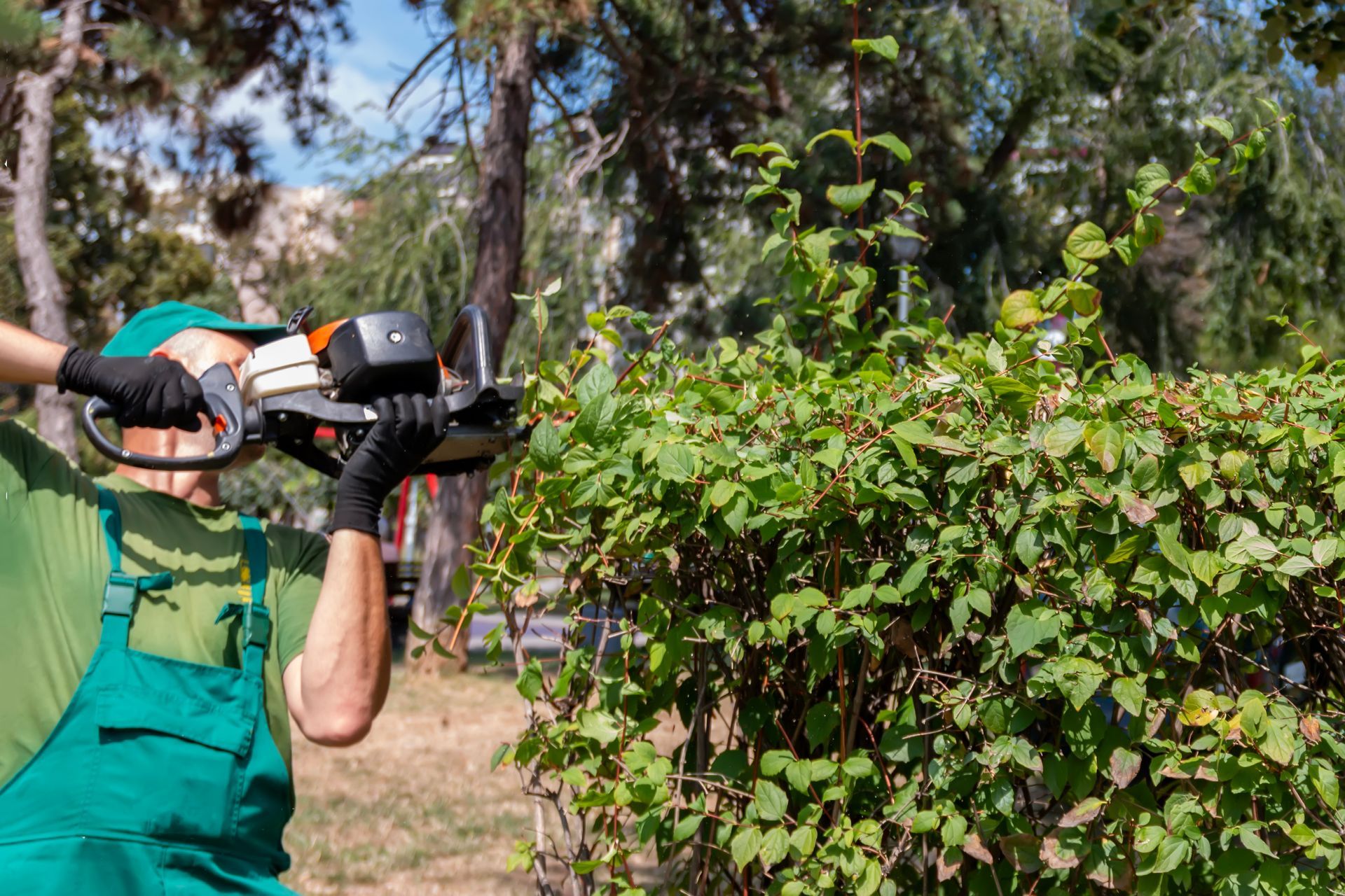 Person using a chainsaw to trim a large bush outdoors in a wooded area Person using a chainsaw to trim a large bush outdoors in a wooded area