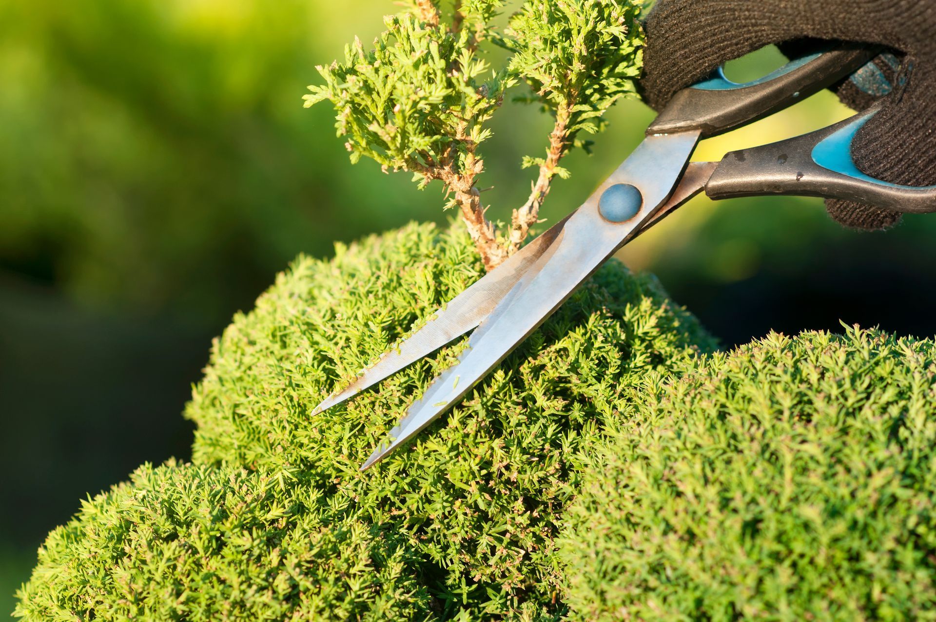 Pruning shears cutting green moss on a garden shrub in sunlight Pruning shears cutting green moss on a garden shrub in sunlight