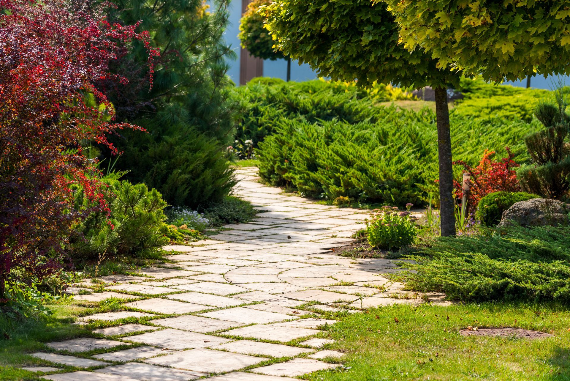 Stone garden path winding through lush green shrubs and trees in a sunny landscaped yard Stone garden path winding through lush green shrubs and trees in a sunny landscaped yard