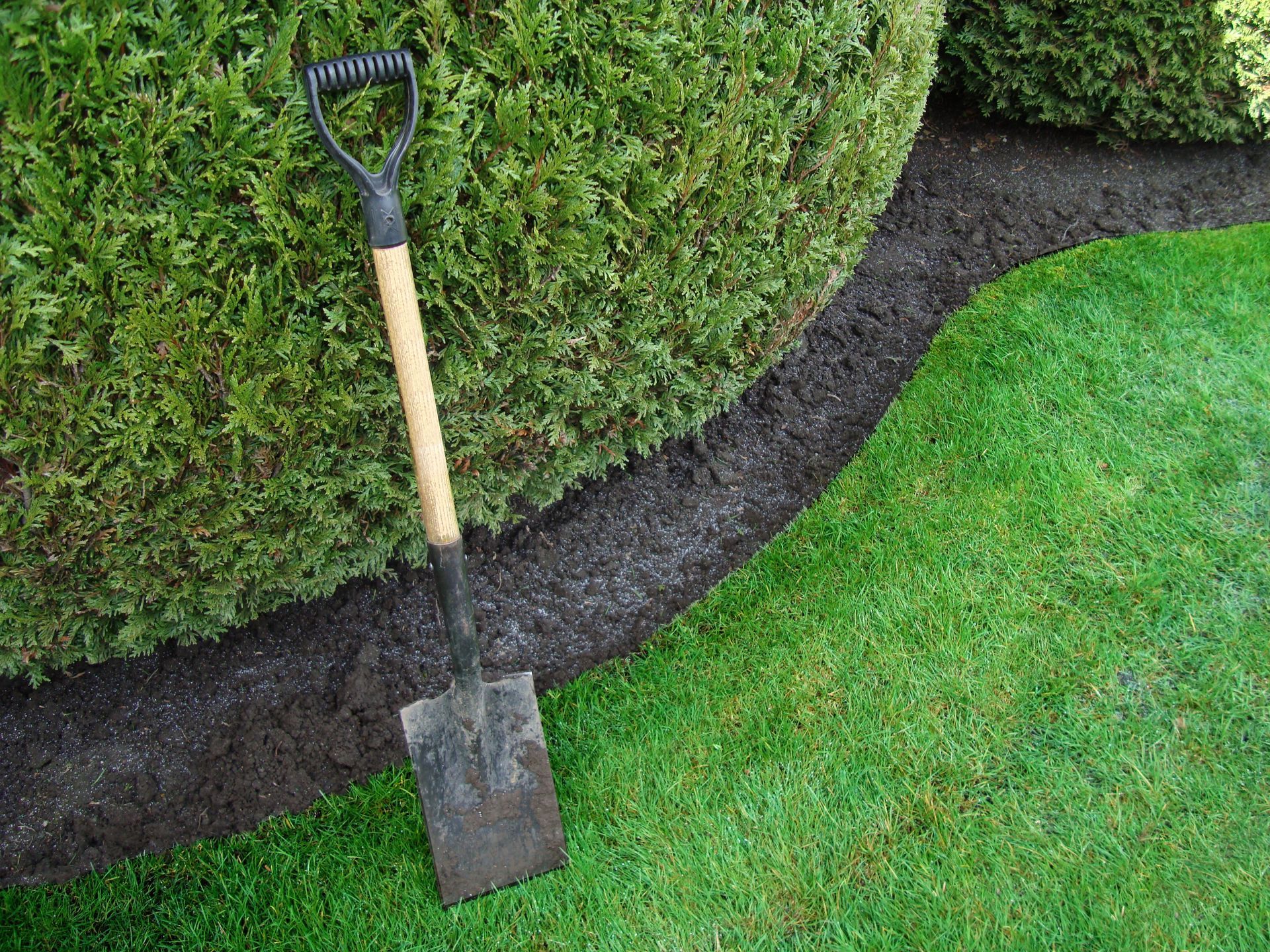 Garden spade leaning against a hedge beside a freshly edged lawn border