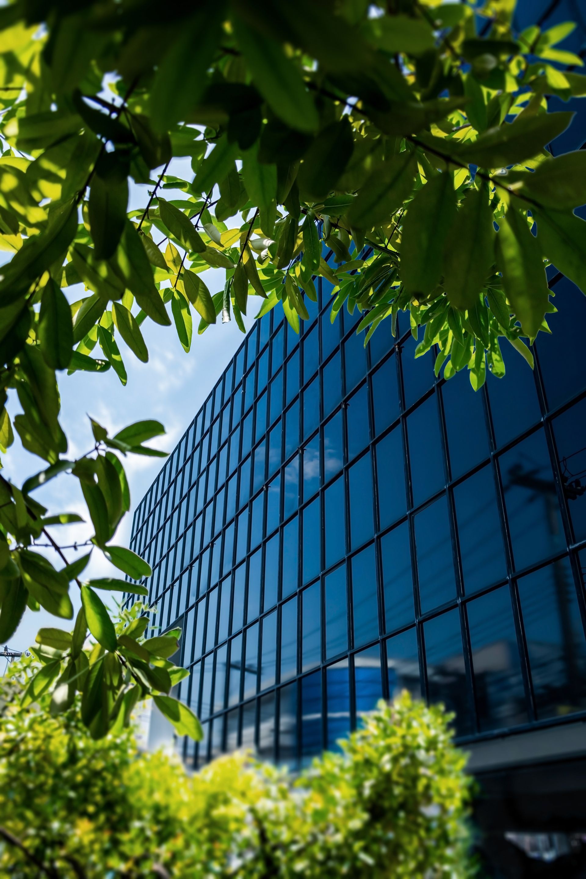 Well-maintained landscaping with trimmed shrubs and green lawn at a professional office property Well-maintained landscaping with trimmed shrubs and green lawn at a professional office property