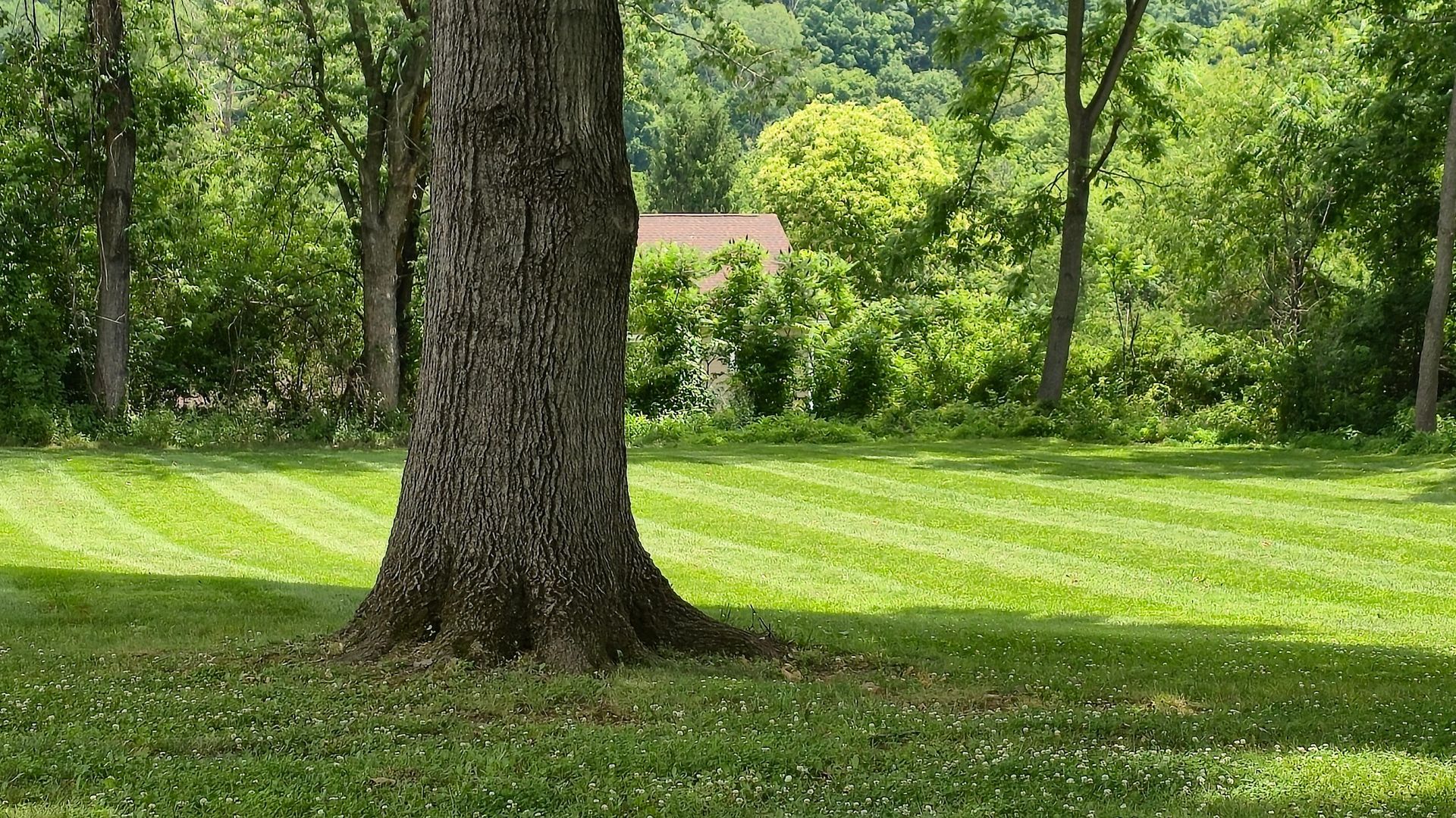 Large tree trunk in a sunny green park with mowed grass and dense trees in the background Large tree trunk in a sunny green park with mowed grass and dense trees in the background
