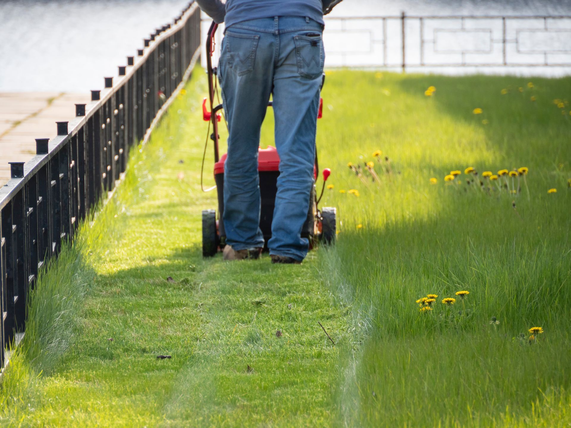 Person mowing a green lawn beside a black fence, seen from behind. Person mowing a green lawn beside a black fence, seen from behind.