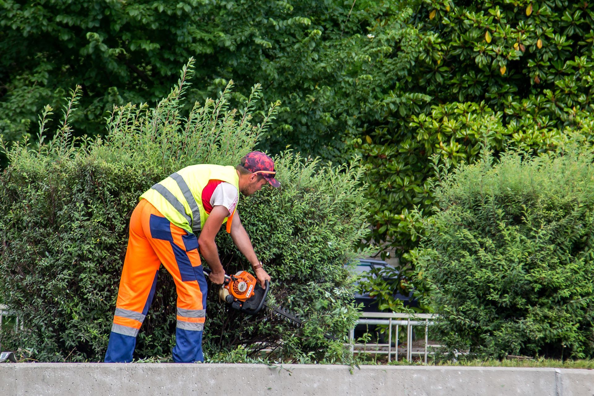 Worker in safety vest using a chainsaw to cut brush beside dense green hedges. Worker in safety vest using a chainsaw to cut brush beside dense green hedges.
