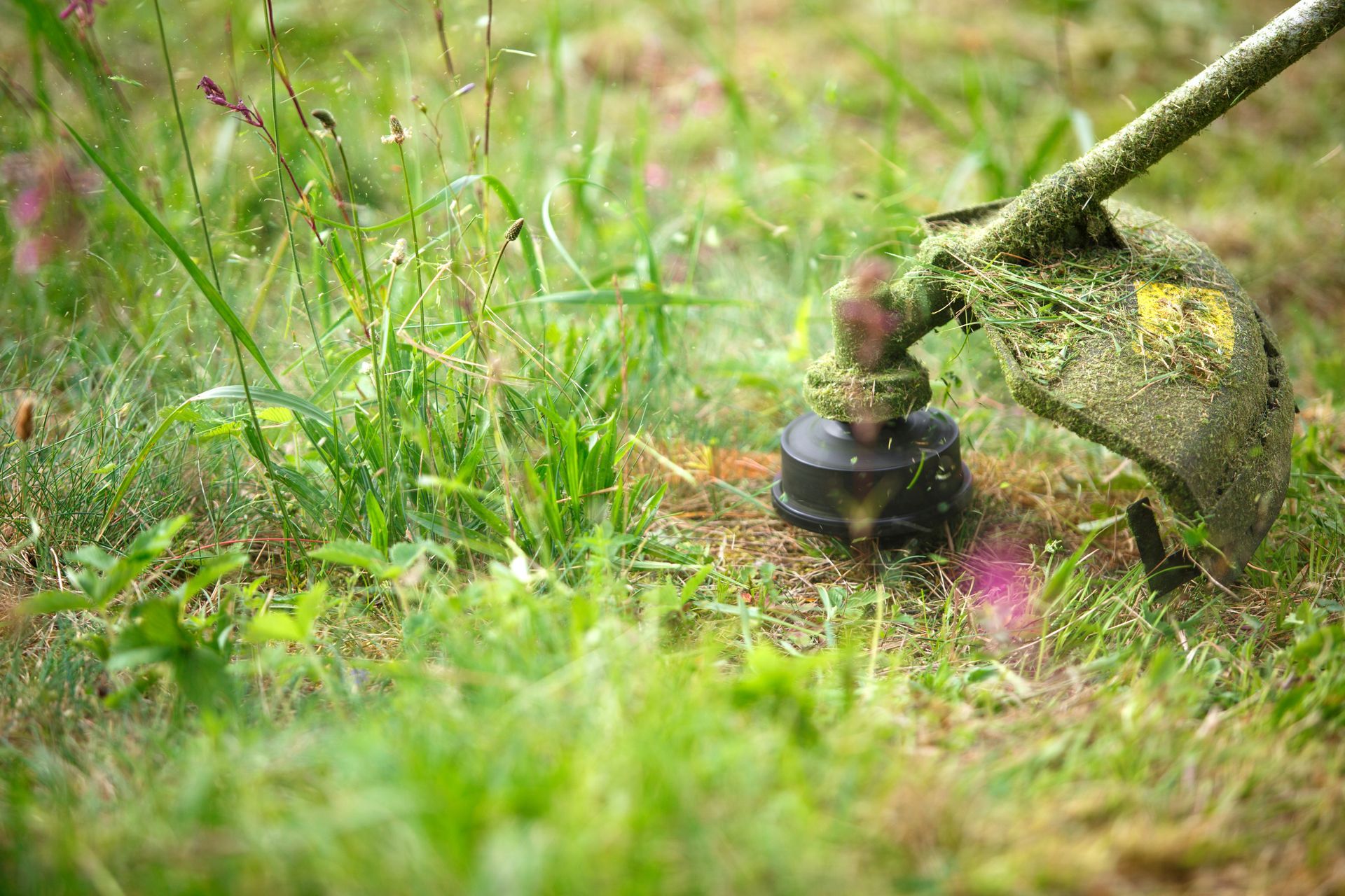 A small black robot sits in green grass beside a stone, with a tiny pink flower nearby. A small black robot sits in green grass beside a stone, with a tiny pink flower nearby.