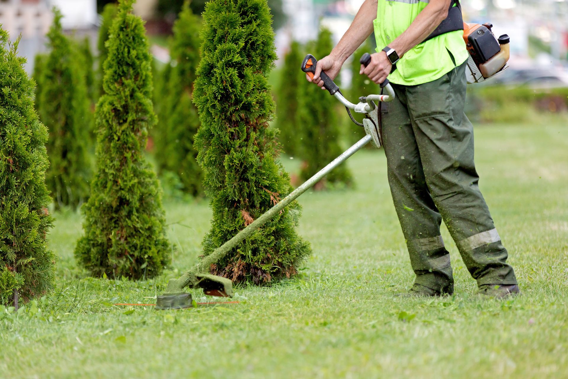 Person using a string trimmer to cut grass near evergreen shrubs in a yard