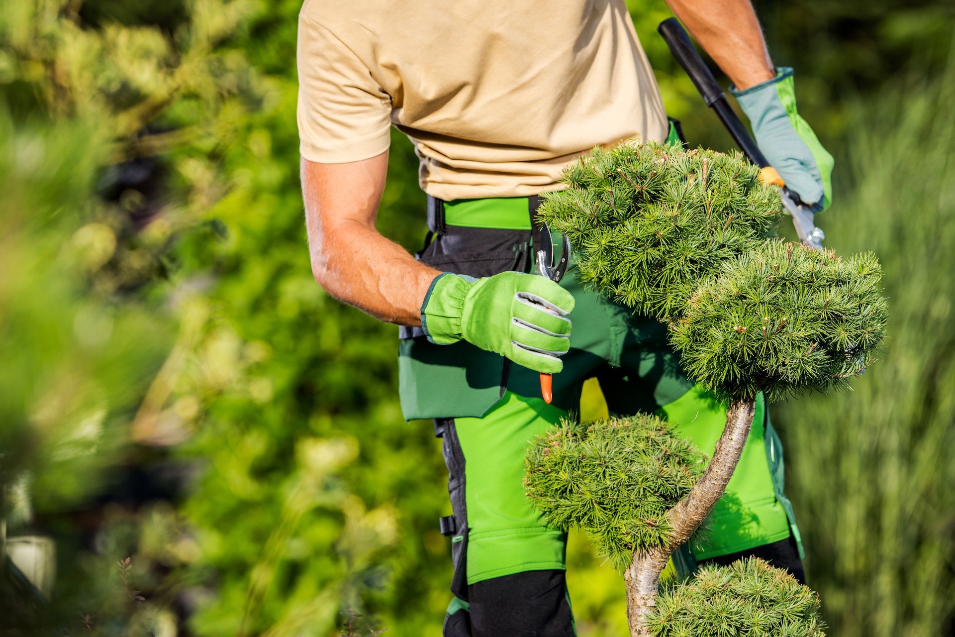 Gardener in green gloves trimming a shrub with hedge clippers outdoors