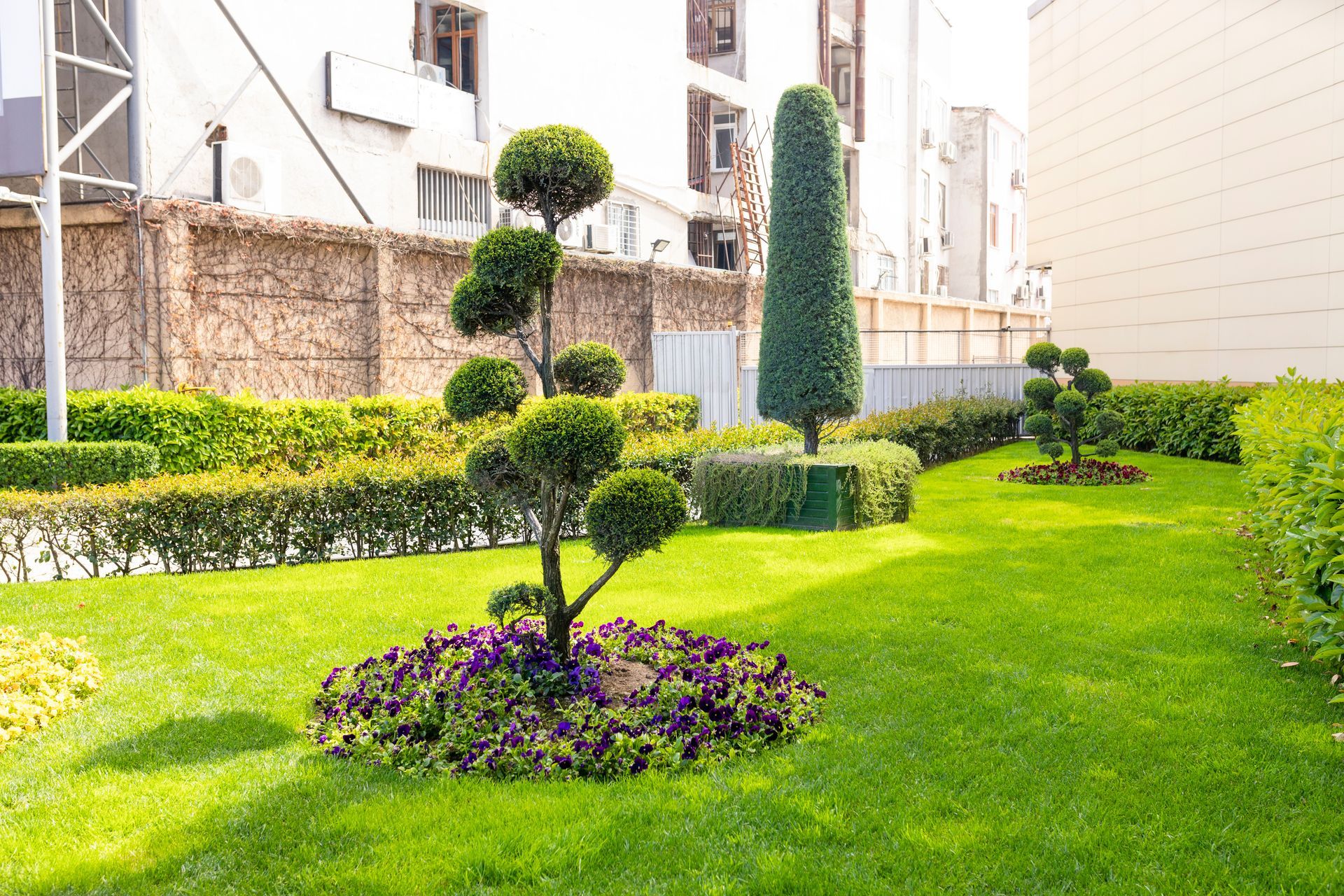 Manicured green garden with trimmed shrubs and purple flowers beside apartment buildings