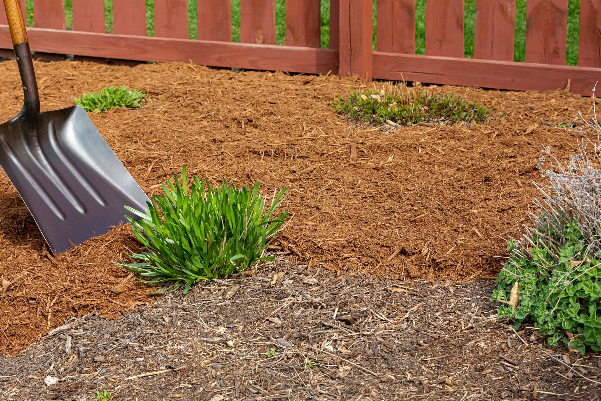 Garden bed with fresh mulch, green plants, a rake, and a wooden fence in the background Garden bed with fresh mulch, green plants, a rake, and a wooden fence in the background