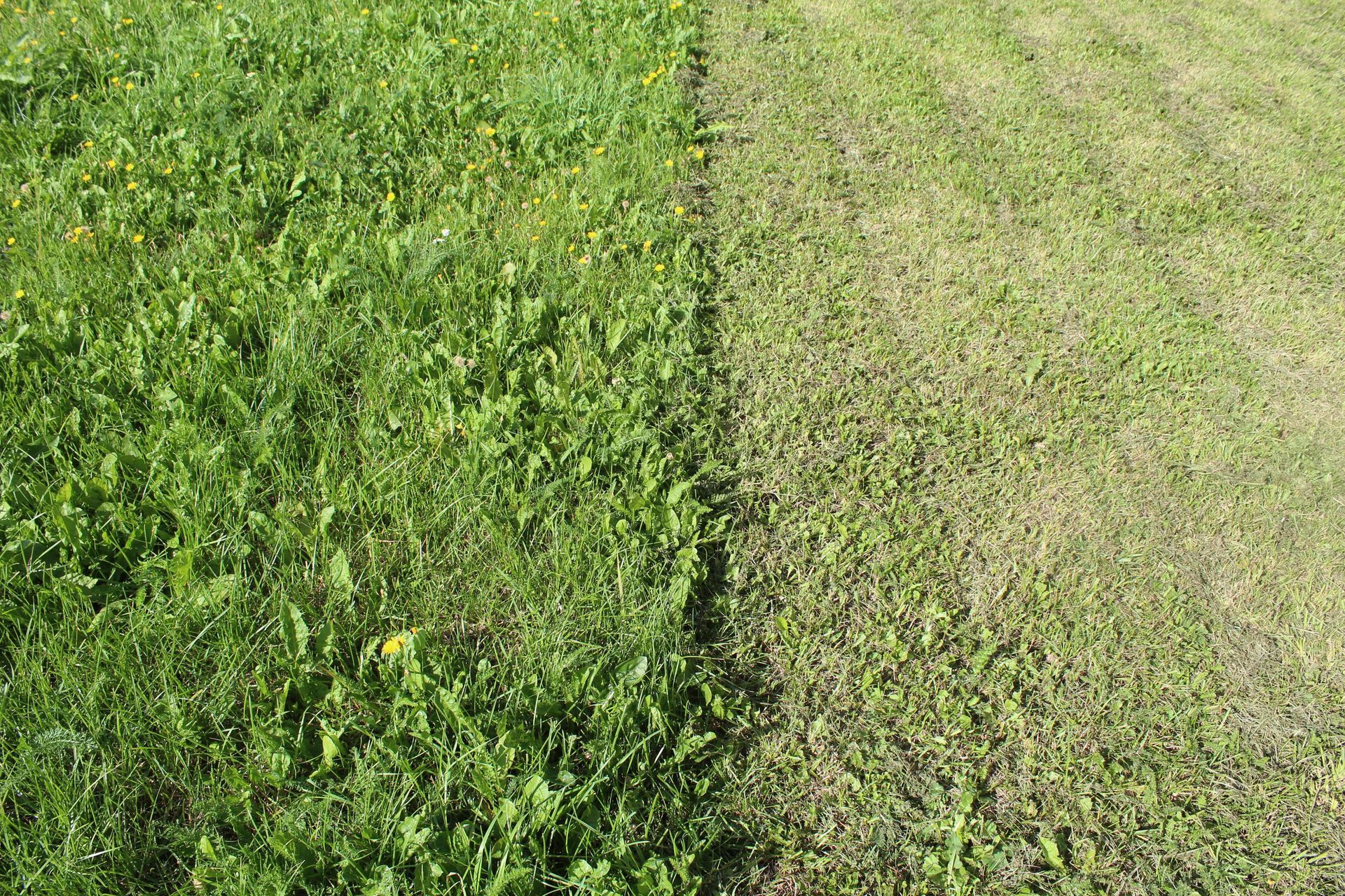 Green lawn split between lush grass and a sparse, dry patch along a straight boundary