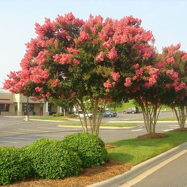 Flowering pink trees along a roadside beside a parking lot and green shrubs