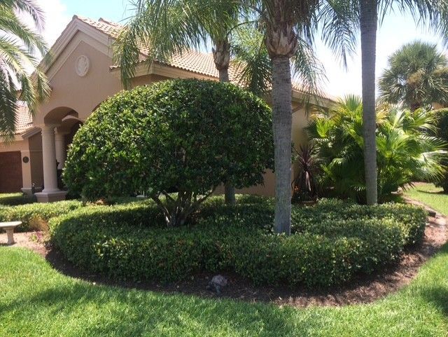 Landscaped front yard with trimmed shrubs, palm trees, and a beige house entrance Landscaped front yard with trimmed shrubs, palm trees, and a beige house entrance