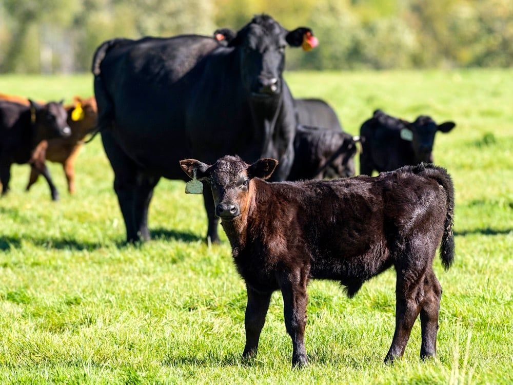 Fredin Brothers Cow/Calf