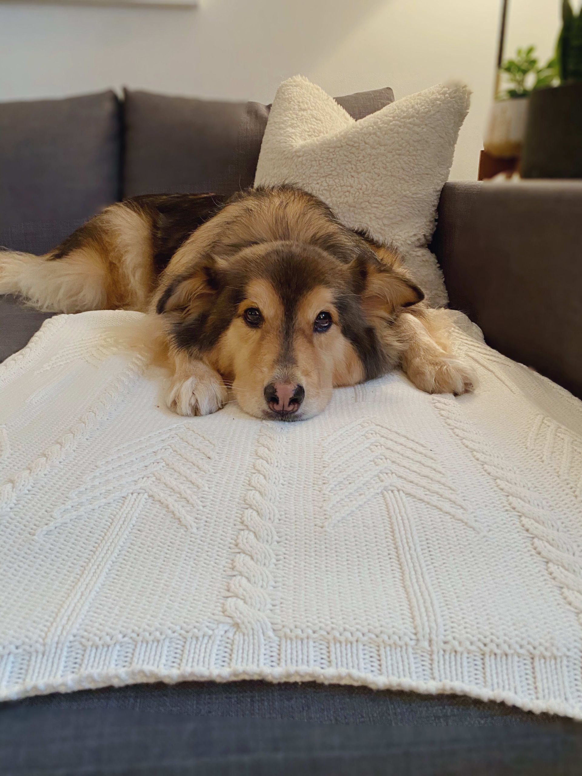 A dog is laying on a white blanket on a couch.