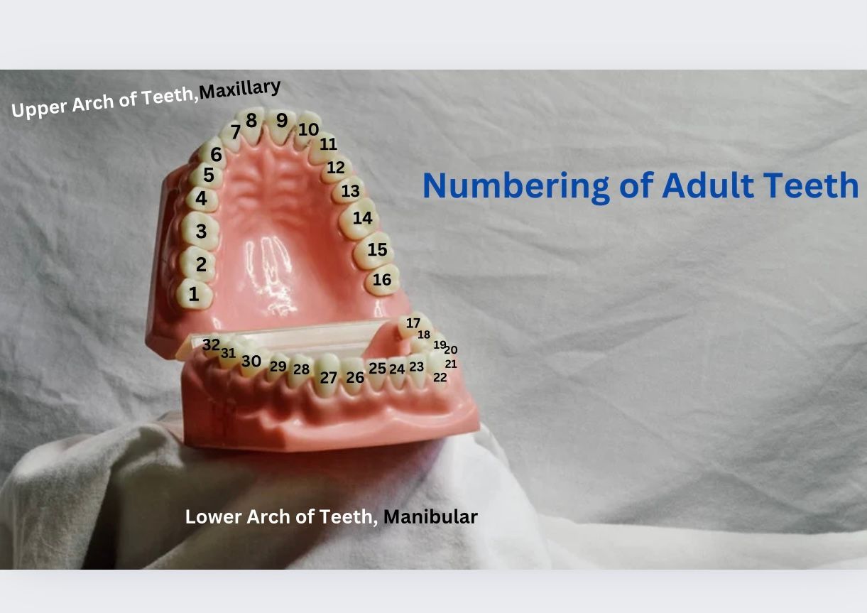 A model of a person 's teeth shows the numbering of adult teeth