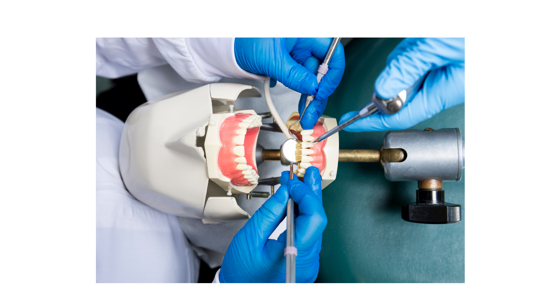 A dentist is working on a model of a person 's teeth.