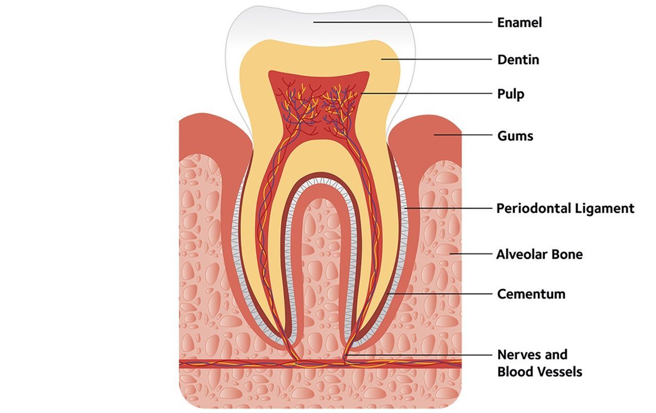 A diagram of a tooth showing the different parts of the tooth