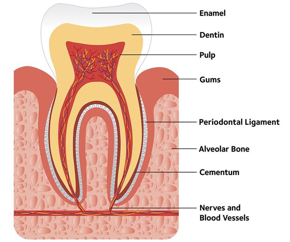 A diagram of a tooth showing the different parts of a tooth.