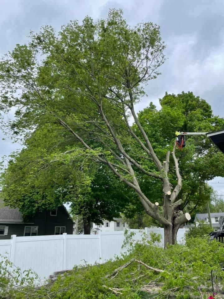 Large tree with broken branches beside a white fence in a suburban yard