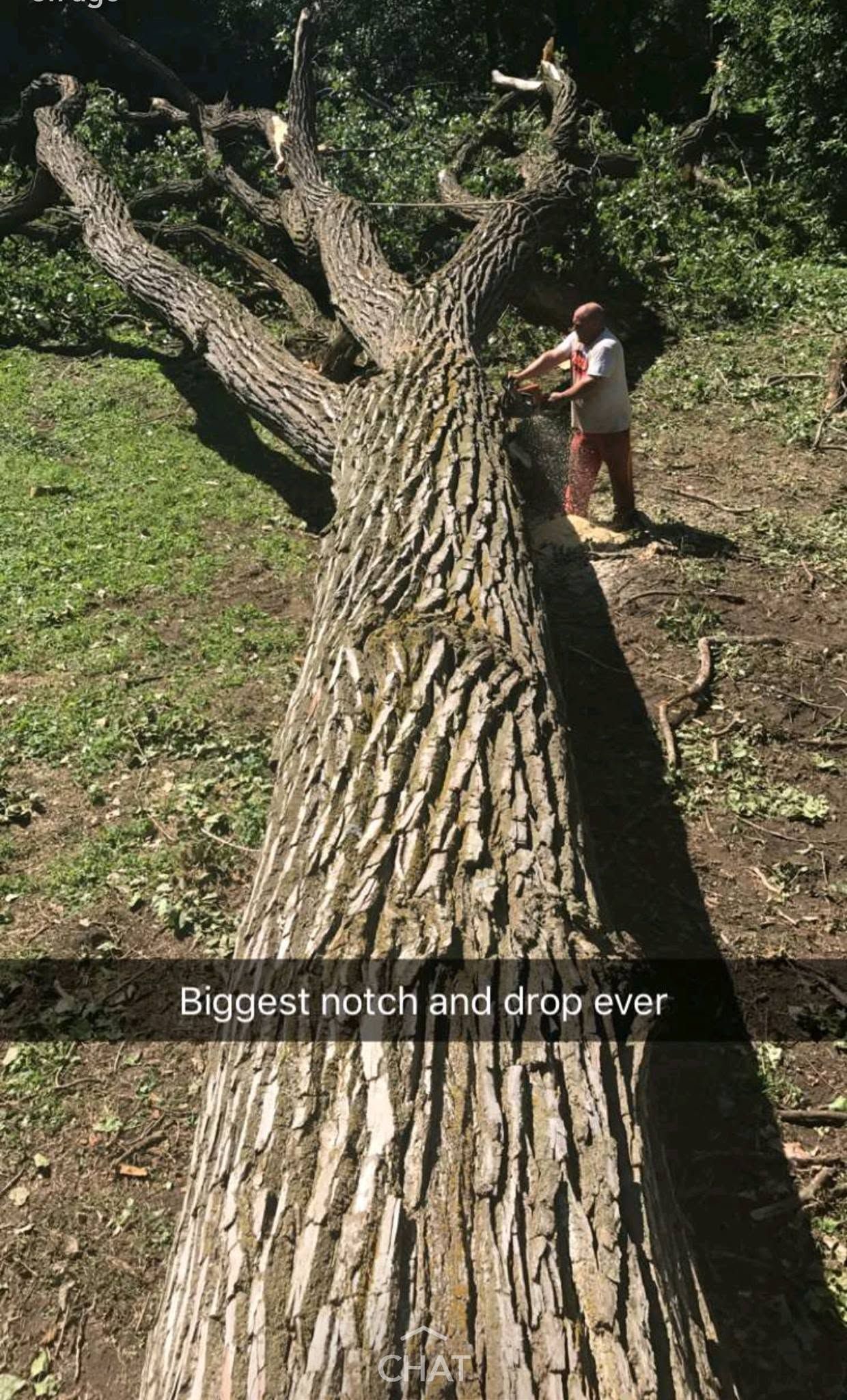 Person using a chainsaw to cut a large fallen tree trunk in a wooded area