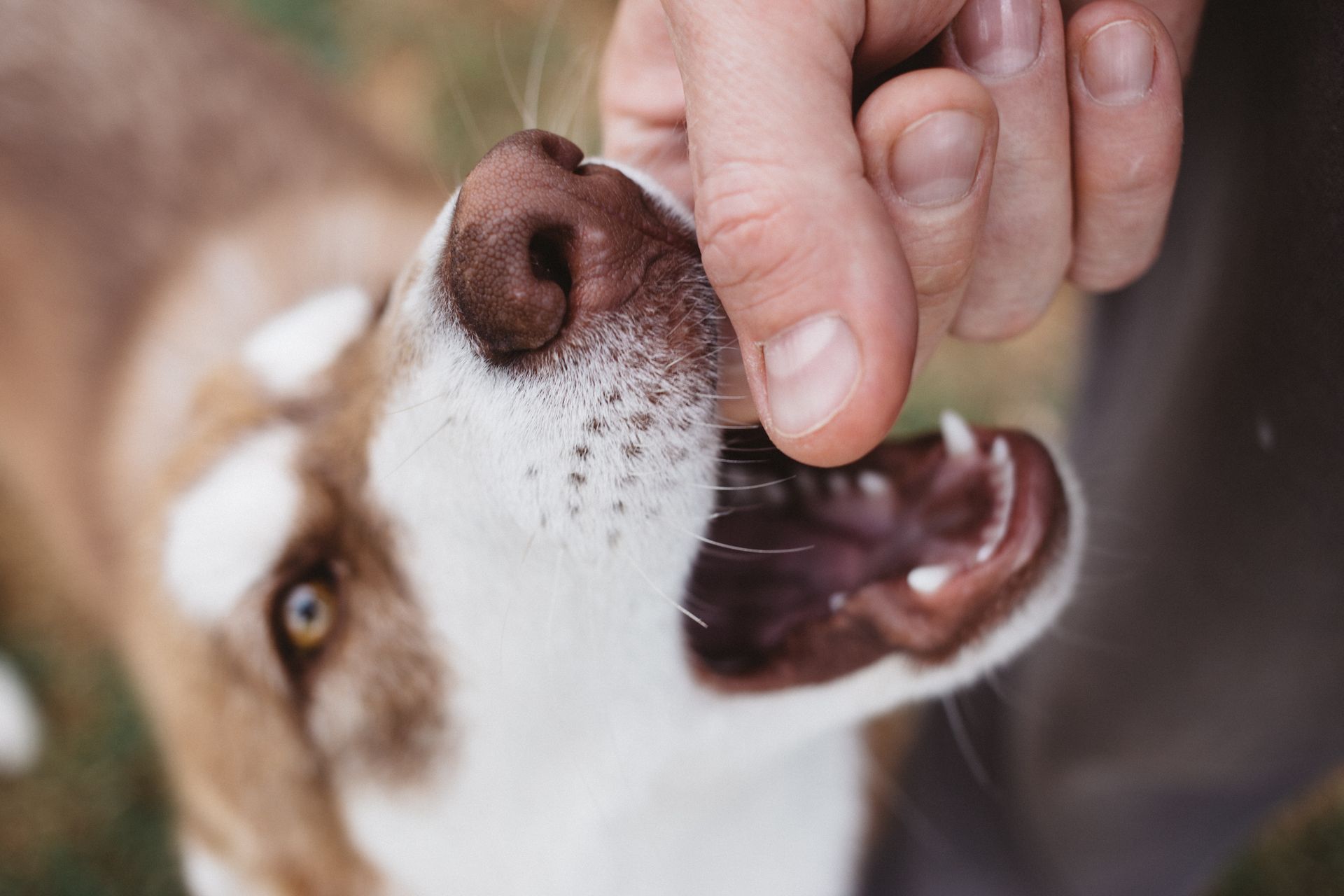 Dog's open mouth with teeth visible, snout being touched by a person's finger.