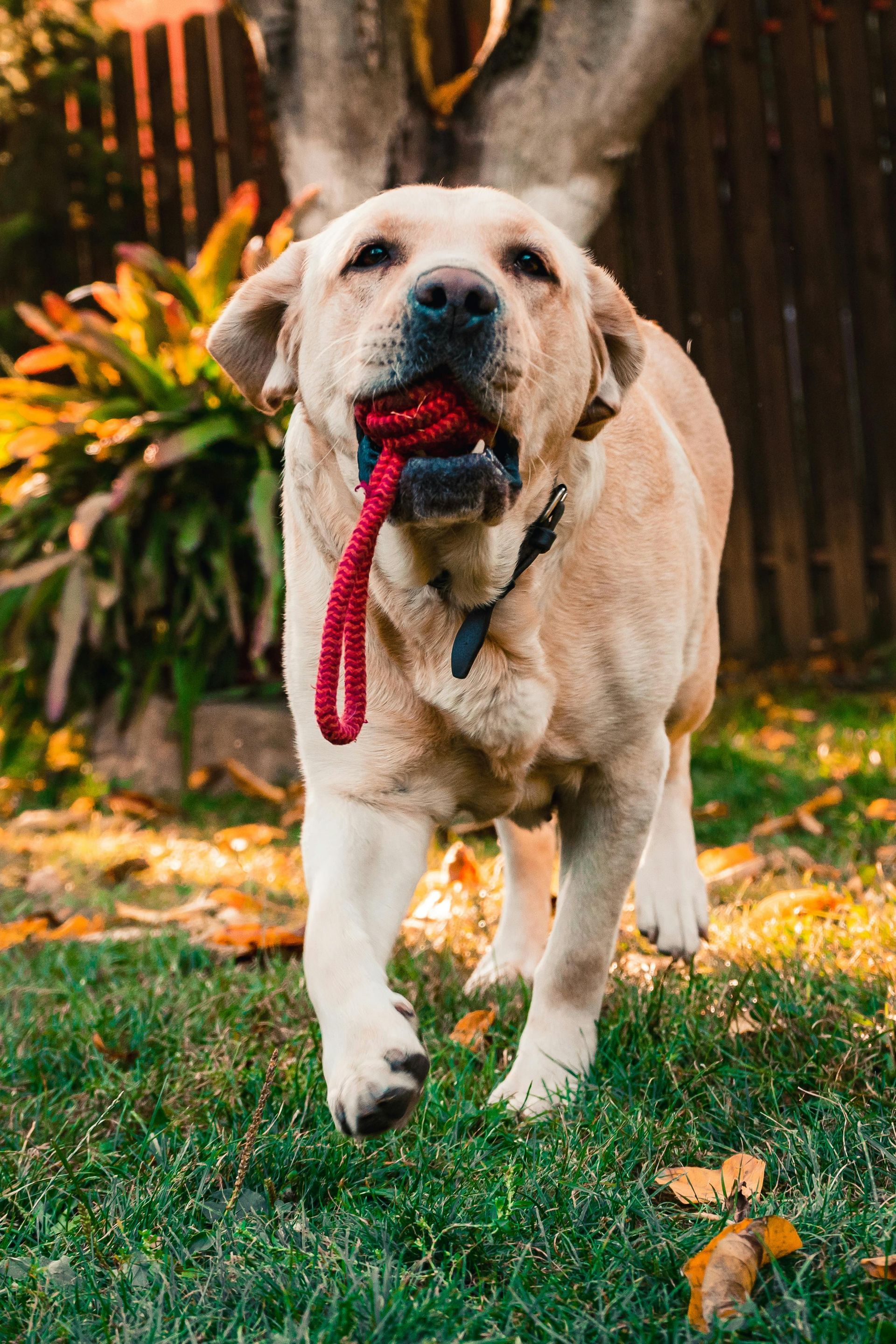 Yellow Labrador dog running on grass with red toy in mouth.
