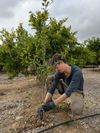 Person kneeling in an orchard, pruning a small tree with gloved hands.