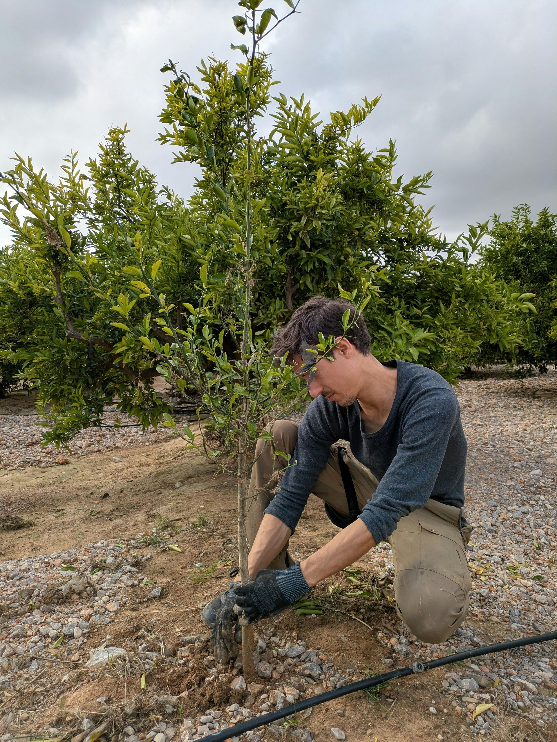 Person kneeling in an orchard, pruning a small tree with gloved hands.