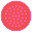 Hayley Buonopane logo