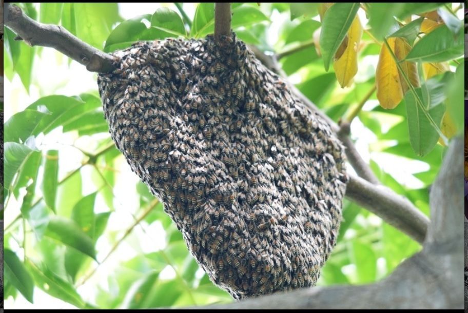Apis Florea, abeja roja, abejas, apicultura, abelles, aga, miel, abejas, mel, abellas, apicultura, apicultors, apicultores