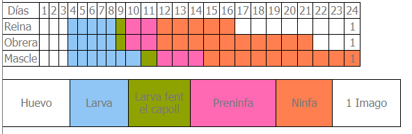 Calendari de cria de reines Foto apiten abejas, apicultura, abelles, aga, miel, abejas, mel, abellas, apicultura, apicultors, apicultores, cria de reines, cria de reinas, calendari, calendario