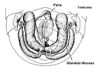 abejas, apicultura, abelles, aga, miel, abejas, mel, abellas, apicultura, apicultors, apicultores,  aparell reproductor, aparato reproductor, abellot, zangano, anatomia, testicles, testiculos, vesicules seminals, vesiculas seminales, organ copulador, organo copulador