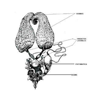 abejas, apicultura, abelles, aga, miel, abejas, mel, abellas, apicultura, apicultors, apicultores,  aparell reproductor, aparato reproductor, abella reina, abeja reina, anatomia, ovaris, ovarios, espermateca, vagina
