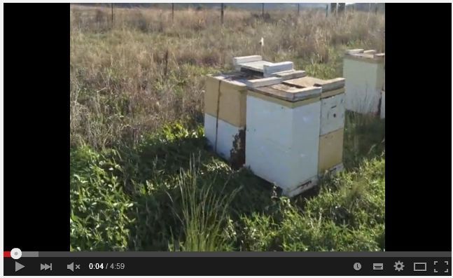 abejas, apicultura, abelles, aga, miel, abejas, mel, abellas, apicultura, apicultors, apicultores