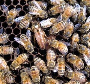 abejas, apicultura, abelles, aga, miel, abejas, mel, abellas, apicultura, apicultors, apicultores, cria de reines, cria de reinas, calendari, calendario (foto apiten
