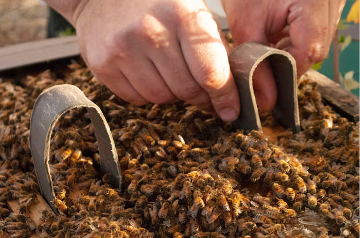 La Cooperativa Apícola Pampero (CAP) desarrolló el primer acaricida orgánico contra la varroasis