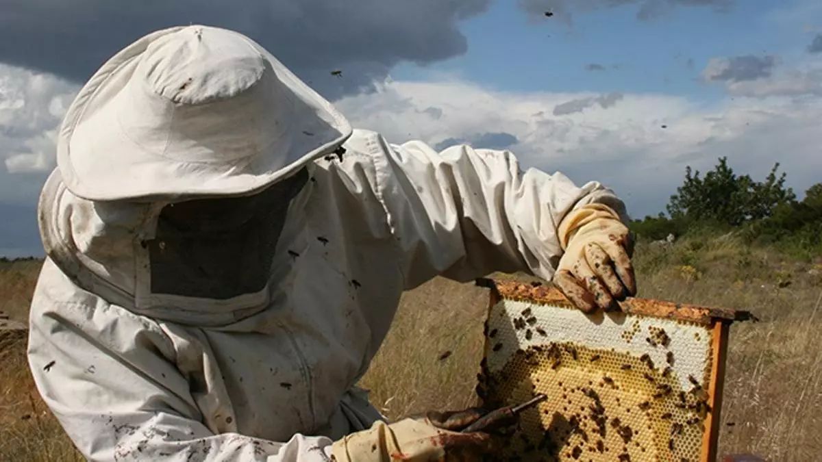 #mesures #medidas #abejas #apicultura #abelles #aga #miel #mel #abellas #apicultura #apicultors #apicultores  #arnes #colmenas #melfalsa #mielfalsa #guerra