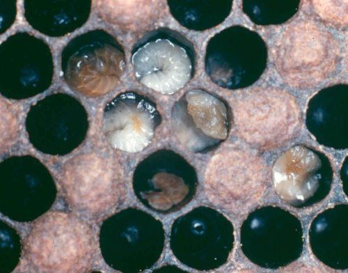 enfermetats, enfermedades, abejas, apicultura, abelles, miel, abejas, mel, apicultura, aga, apicultors, apicultores,