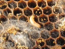 tratamiento, abejas, apicultura, abelles, aga, miel, mel, apicultura, aga, apicultors, apicultores, cera, bresques, panal, arna, colmena, almacenamiento