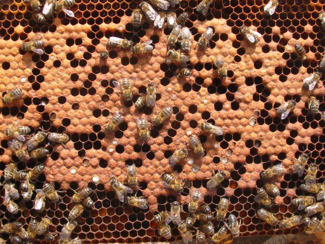abejas, apicultura, abelles, aga, miel, mel, enfermedades, malalties, apicultura, apicultors, apicultores