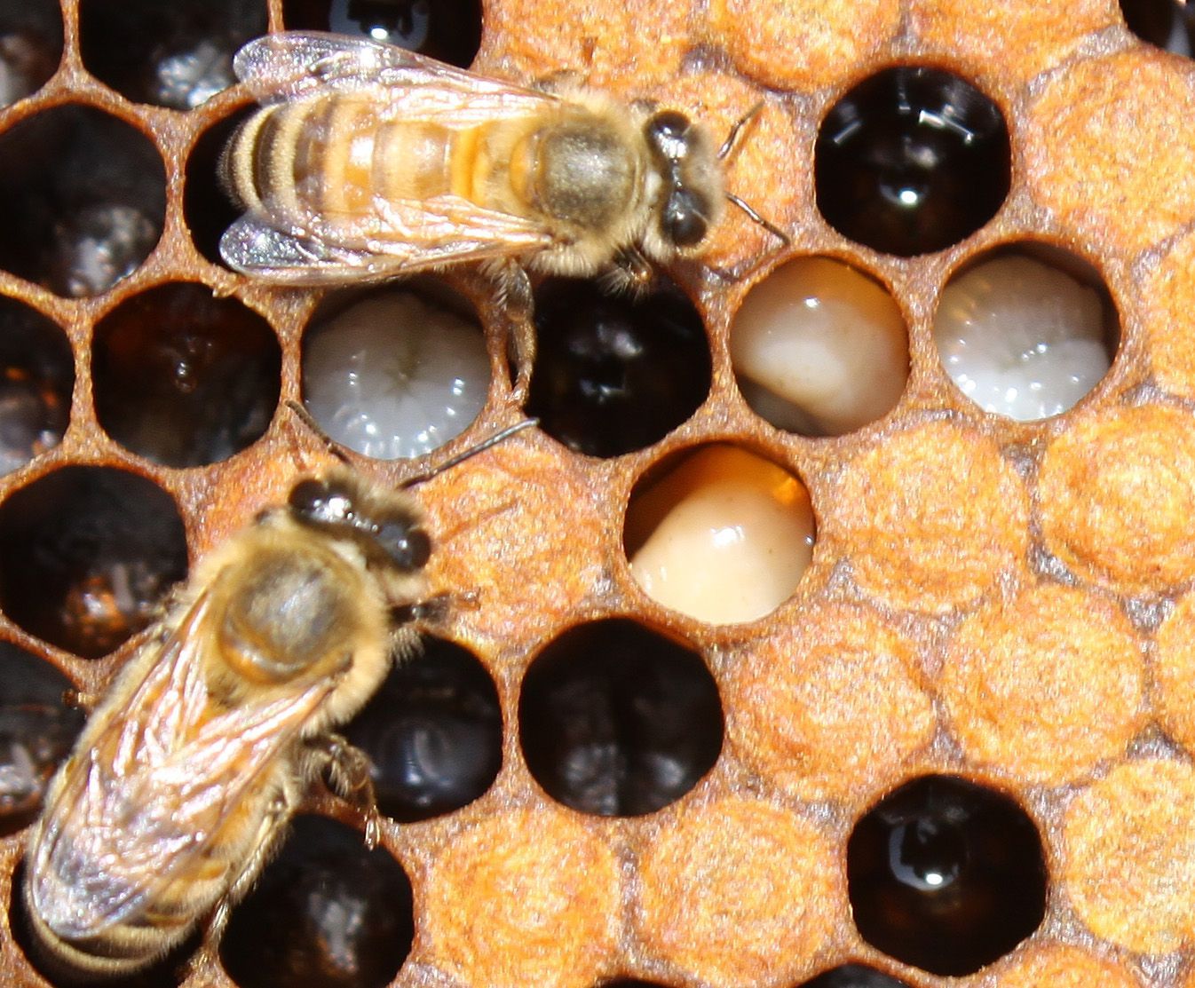 Foto Bioapi enfermetats, enfermedades, abejas, apicultura, abelles, miel, abejas, mel, apicultura, aga, apicultors, apicultores,