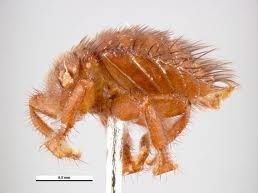 acars, acaros,  enfermetats, enfermedades, abejas, apicultura, abelles, aga, miel, abejas, mel, abellas, apicultura, aga, apicultors, apicultores