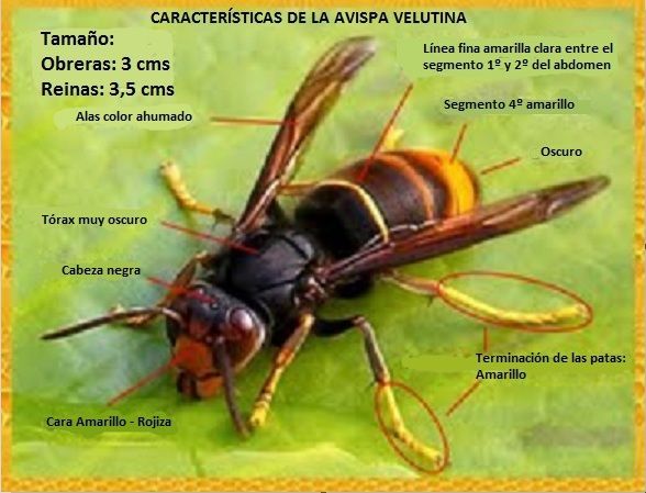 vespa, velutina, abellas