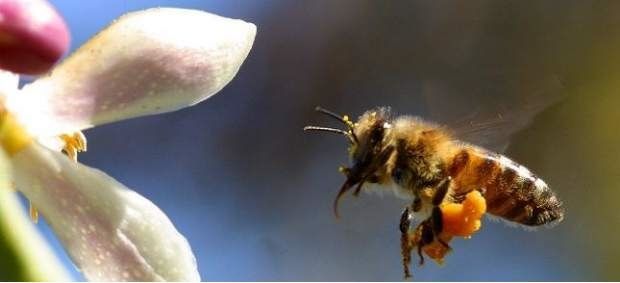aliment, alimento,  enfermetats, enfermedades, abejas, apicultura, abelles, aga, miel, abejas, mel, abellas, apicultura, aga, apicultors, apicultores,  polen, pol·len
