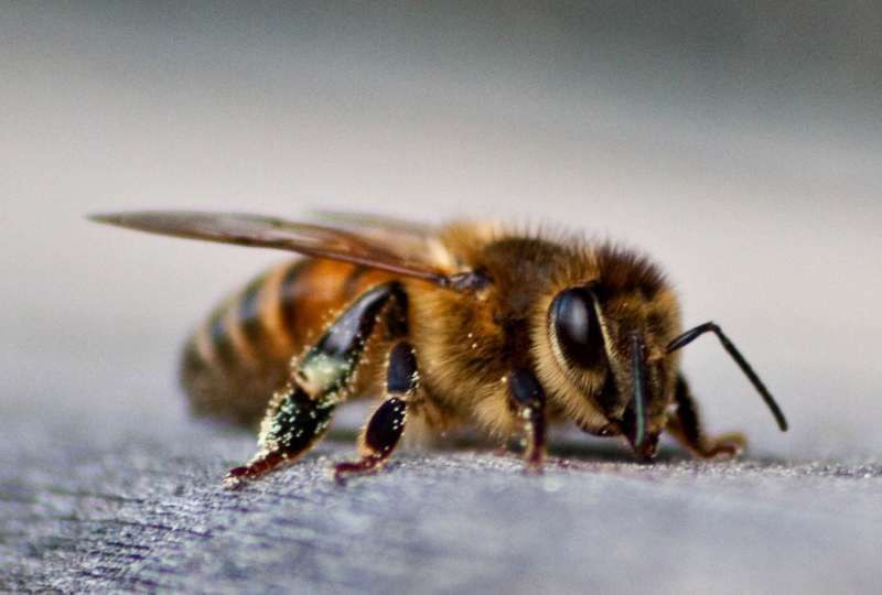 aliment, alimento,  enfermetats, enfermedades, abejas, apicultura, abelles, aga, miel, abejas, mel, abellas, apicultura, apicultors, apicultores,  polen, pol·len, nutrientes, intoxicacion, agua, aigua, intoxicacio, nutrients