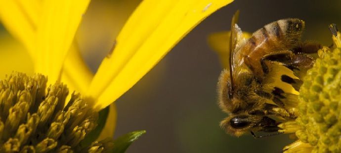 toxics, toxicos, fosfats, fosfatos, insecticidas,  enfermetats, enfermedades, abejas, abelles, aga, miel, mel, abellas, apicultura, apicultors, apicultores