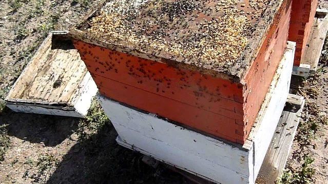 enemics, enemigos, cera, formigas, hormigas, dipters, dipteras, plaga, reptils, reptiles, escarabats, escarabajos, enfermetats, enfermedades, abejas, abelles, aga, miel, mel, abellas, apicultura, apicultors, apicultores