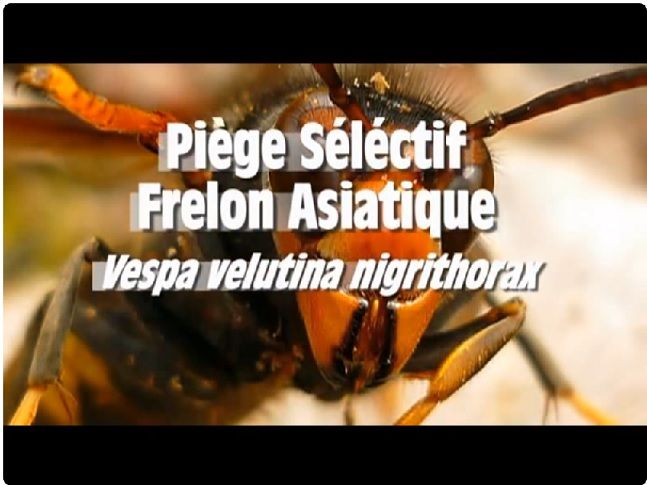 Características de la avispa velutina (Foto youtube)