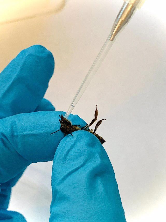 Infección experimental de abejas de la miel con parásitos tripanosomátidos realizada en el Centro de Investigación en Patología Apícola CIAPA-IRIAF, en Marchamalo (Guadalajara, España)
© UGR