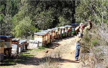 apiari, apiario, ubicacio, ubicacion, miel, abejas, mel, abellas, aga, apicultura, instalació, instalación, colmenar